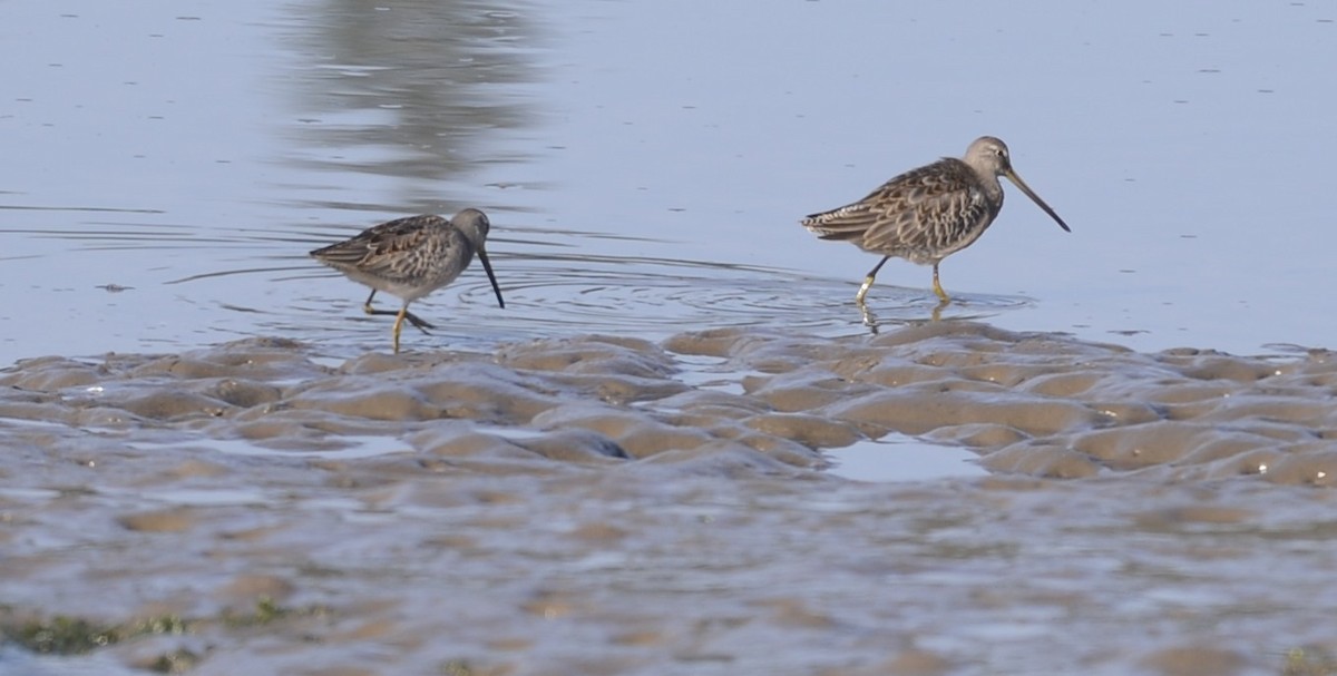 Long-billed Dowitcher - ML609439901