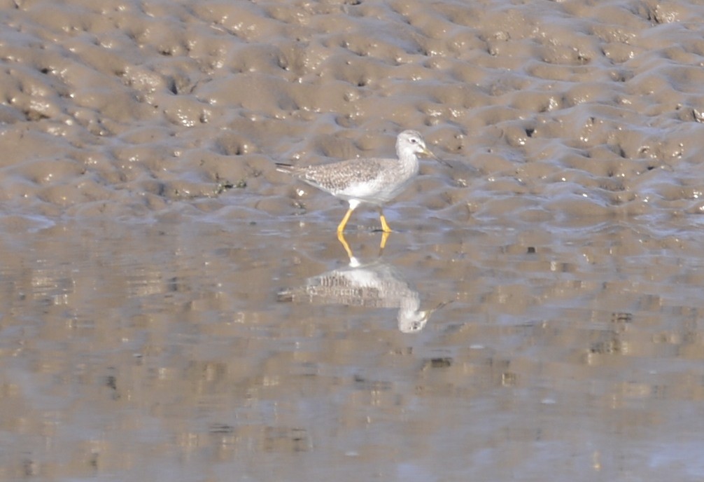 Lesser Yellowlegs - ML609439924