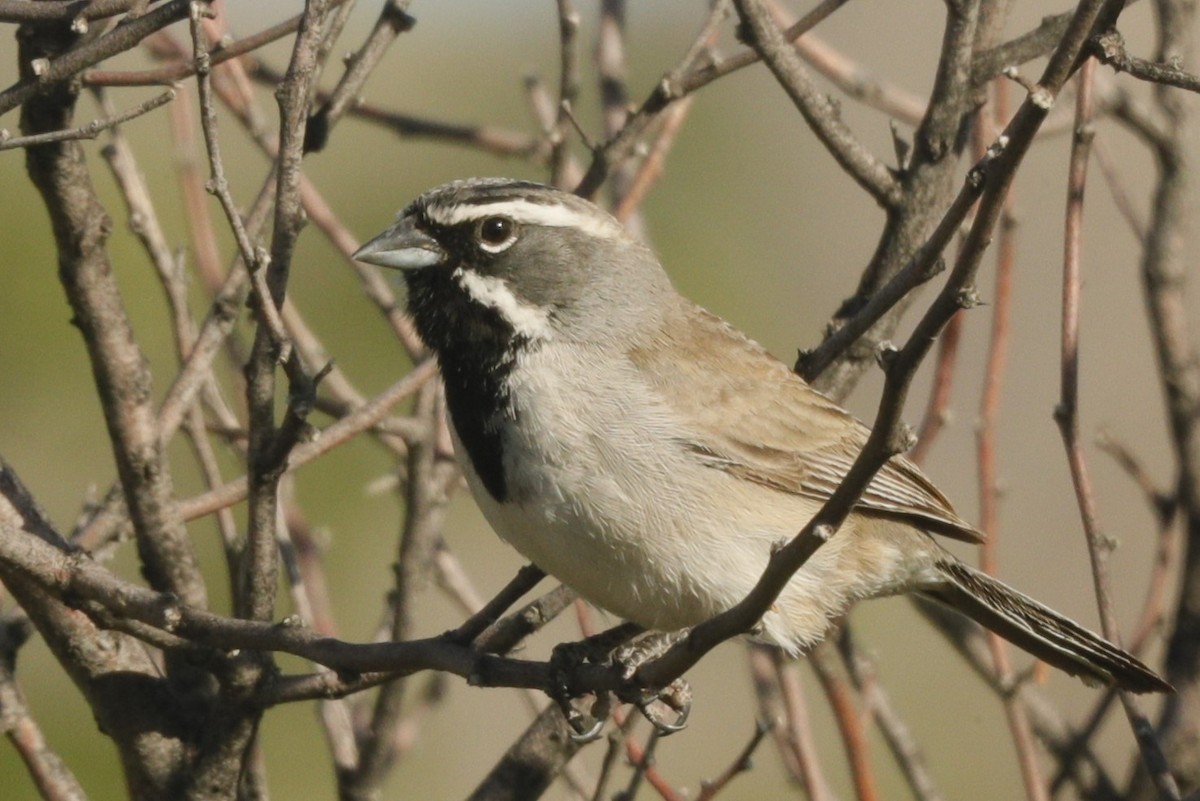 Black-throated Sparrow - ML609439974