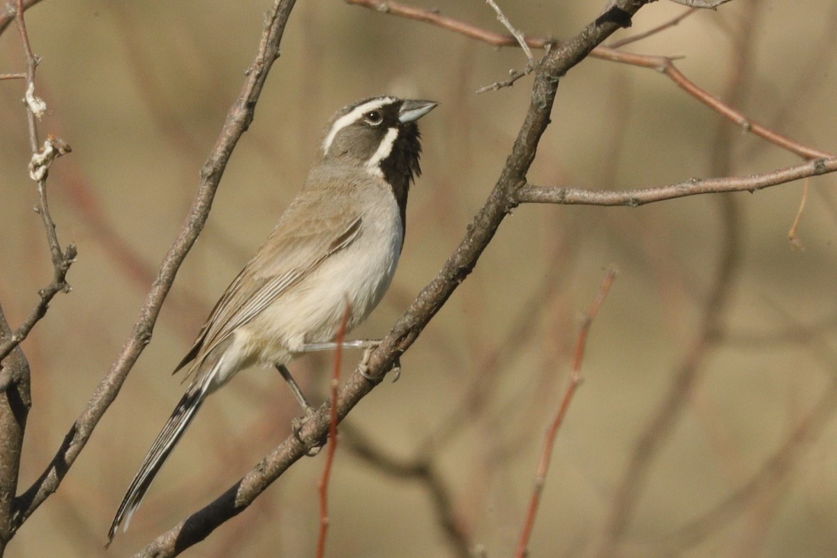 Black-throated Sparrow - ML609439975