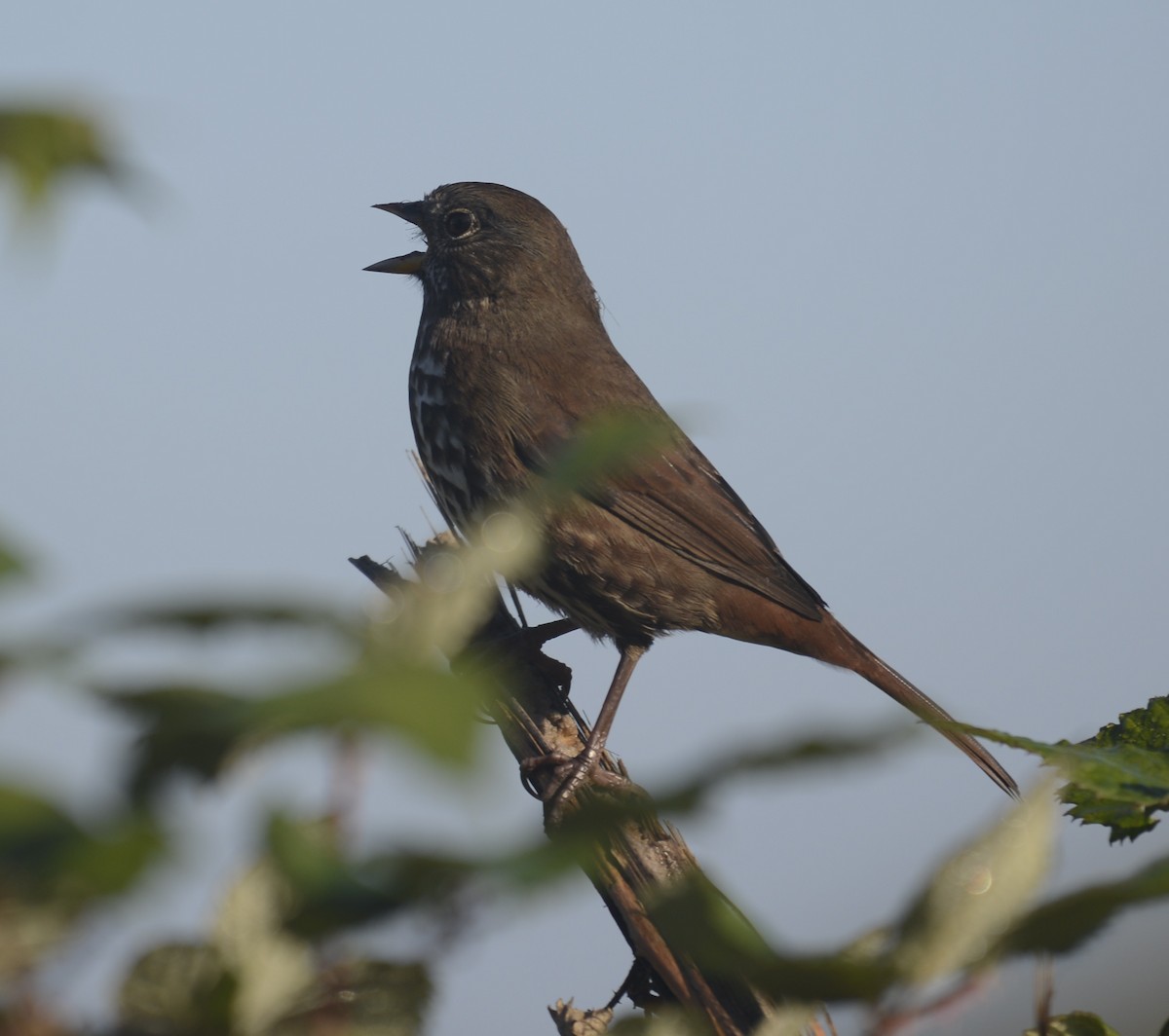 Fox Sparrow (Sooty) - ML609440019