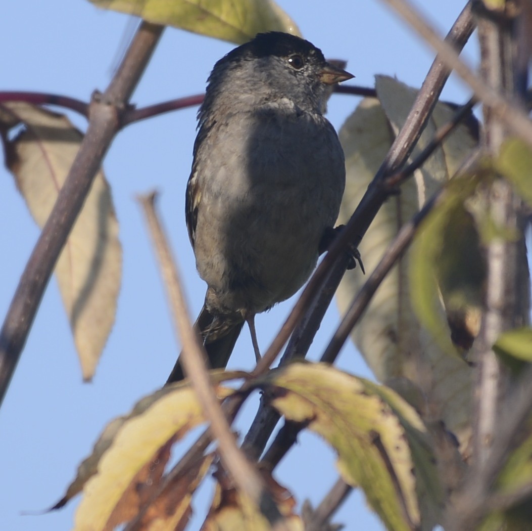 Golden-crowned Sparrow - ML609440058