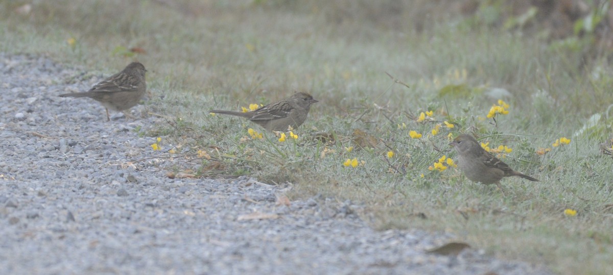 Golden-crowned Sparrow - ML609440064