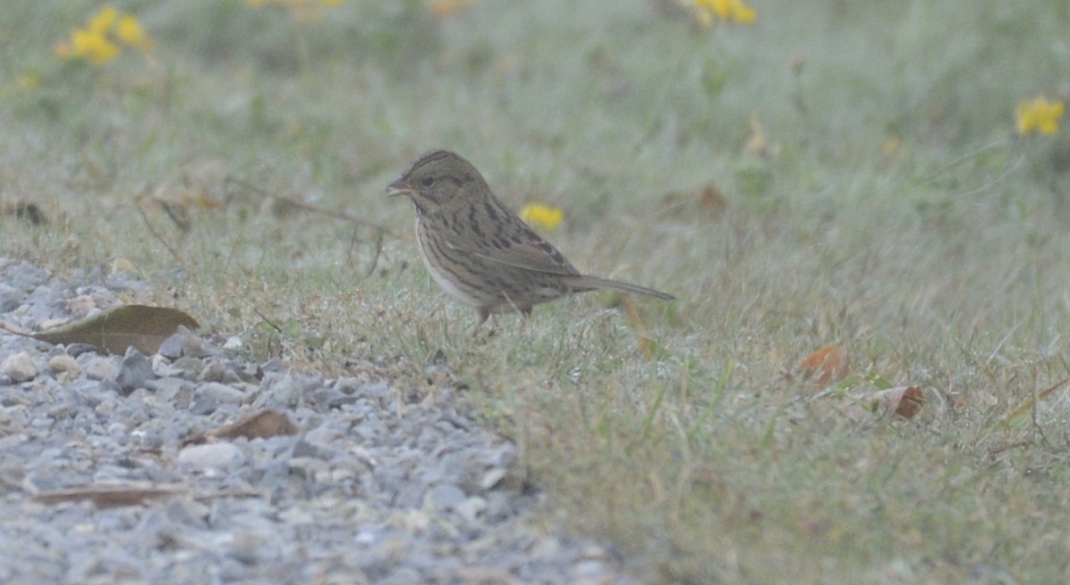 Lincoln's Sparrow - ML609440076