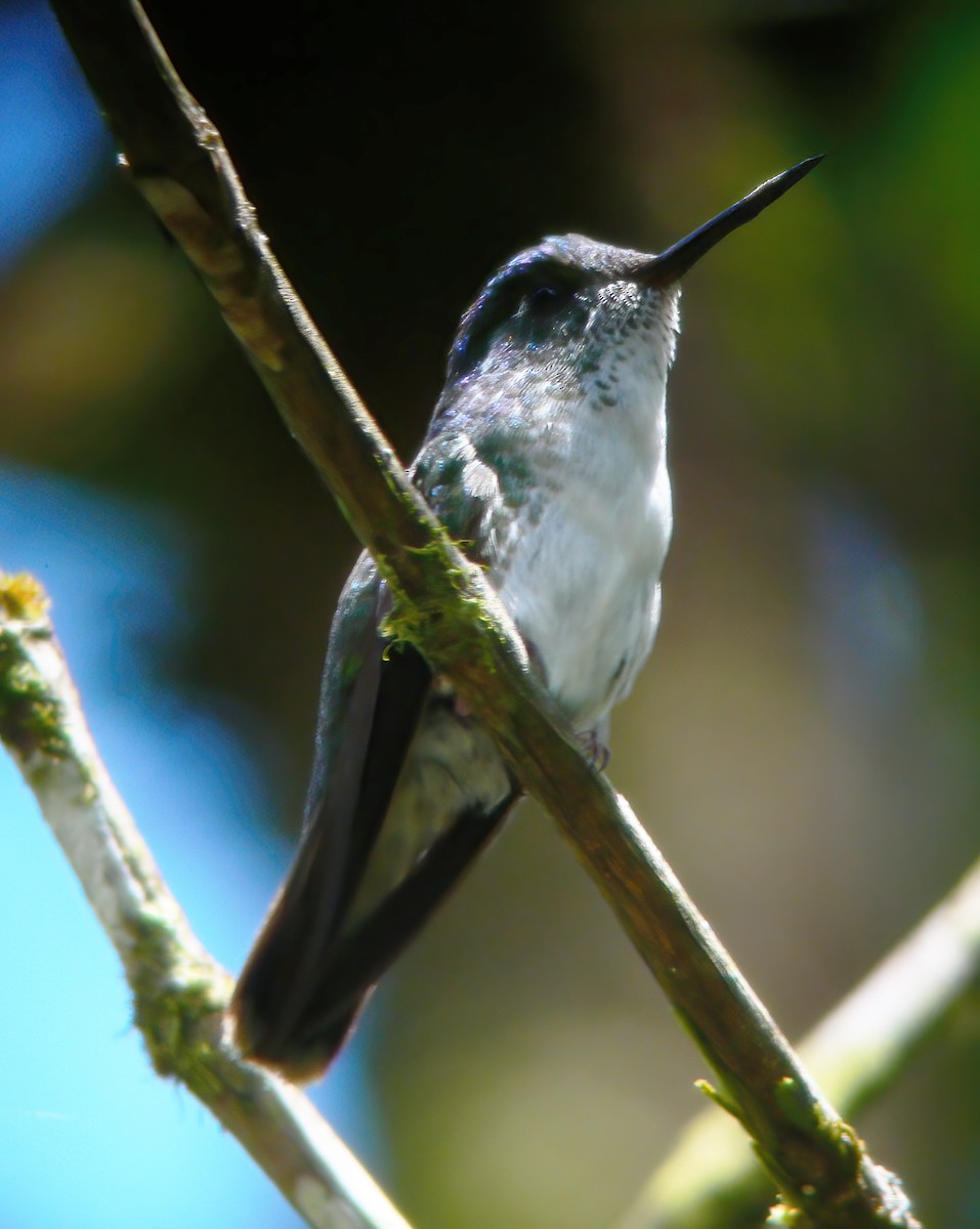 kolibřík vysočinný - ML609440221