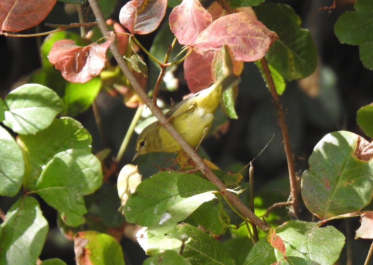 Orange-crowned Warbler - ML609440791
