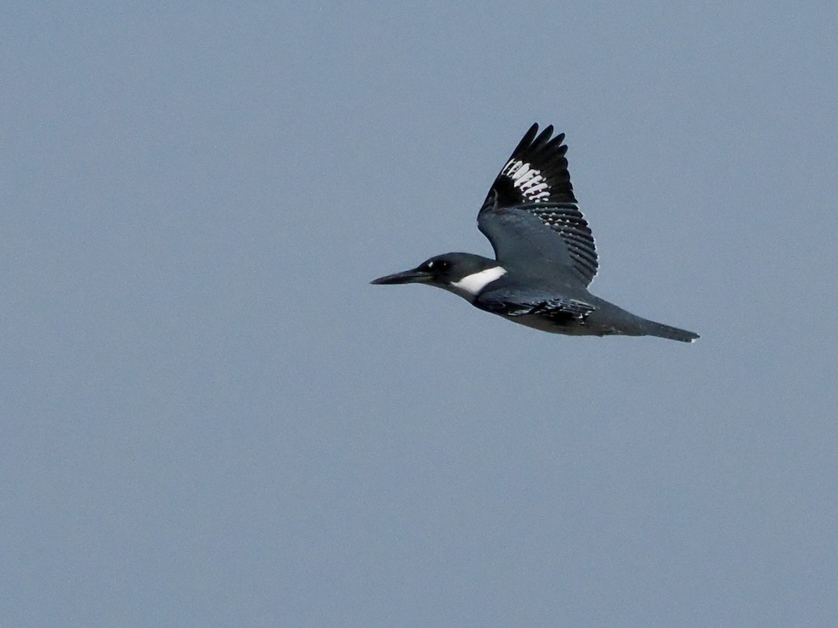 Belted Kingfisher - ML609441025