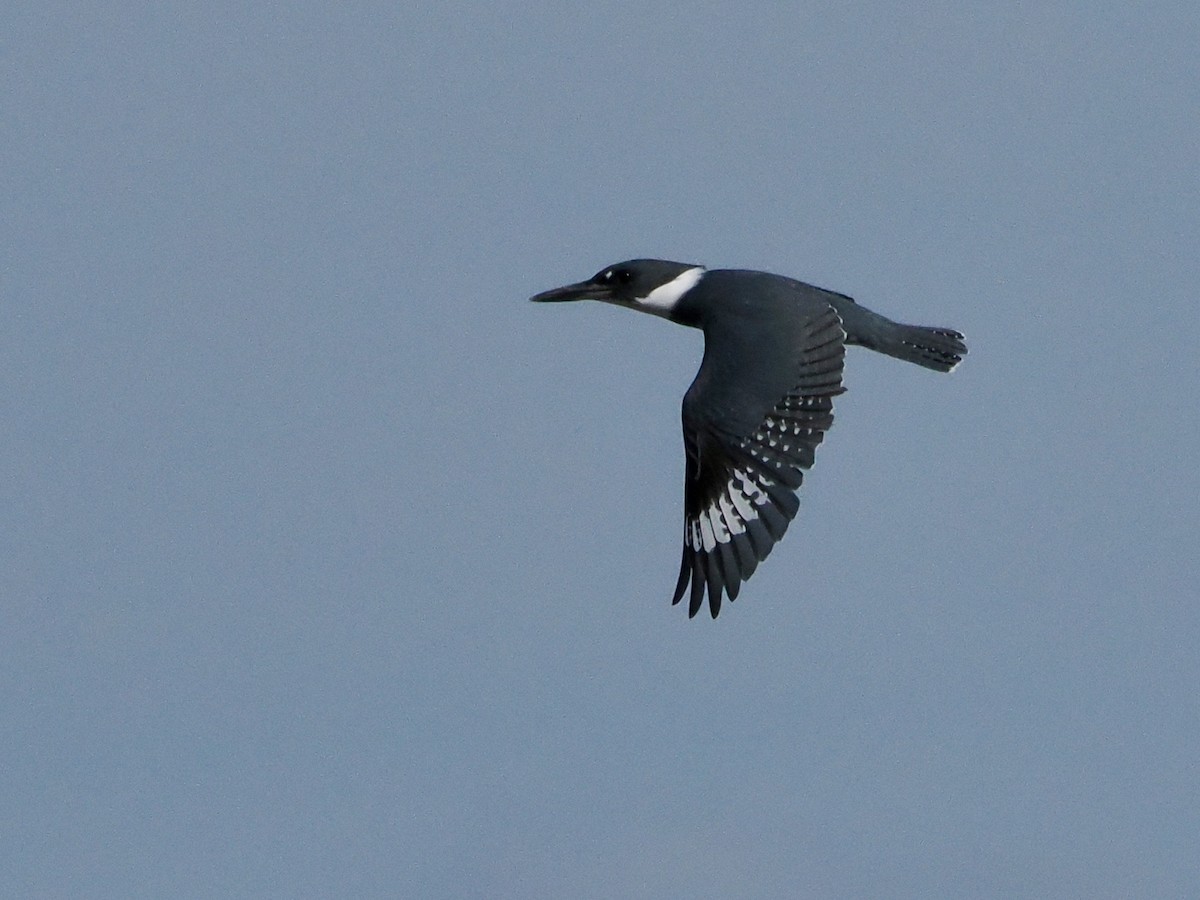 Belted Kingfisher - ML609441026