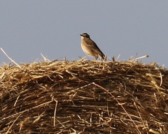 African Pipit - ML609441071