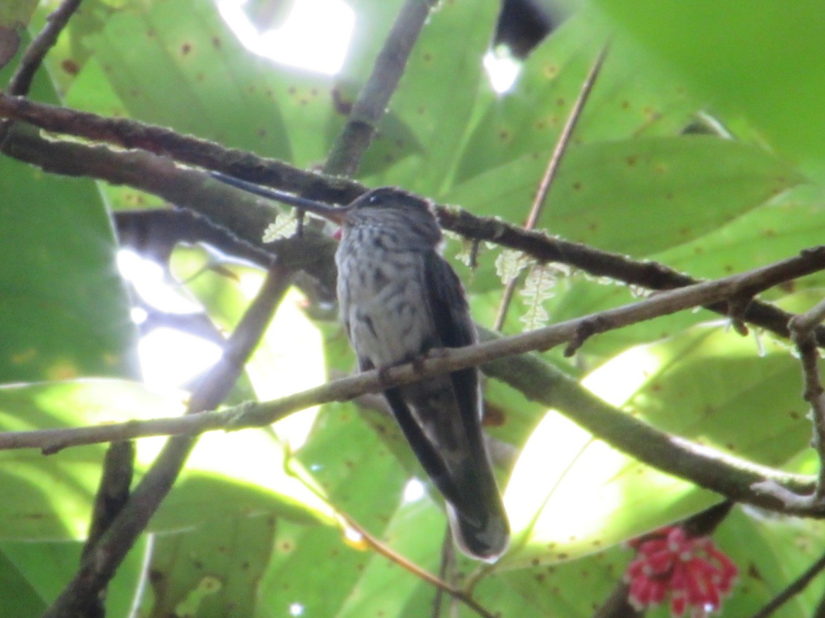 Tooth-billed Hummingbird - ML609441314