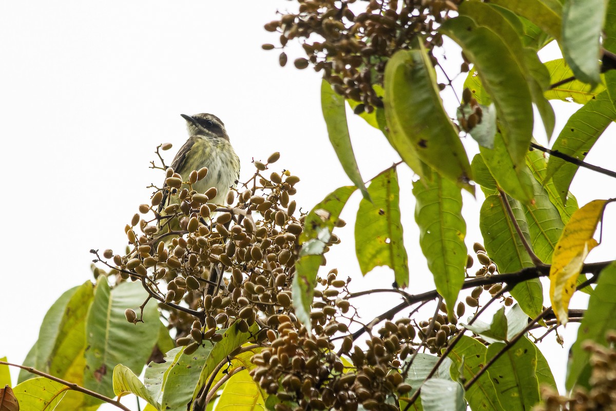 Piratic Flycatcher - ML609441338
