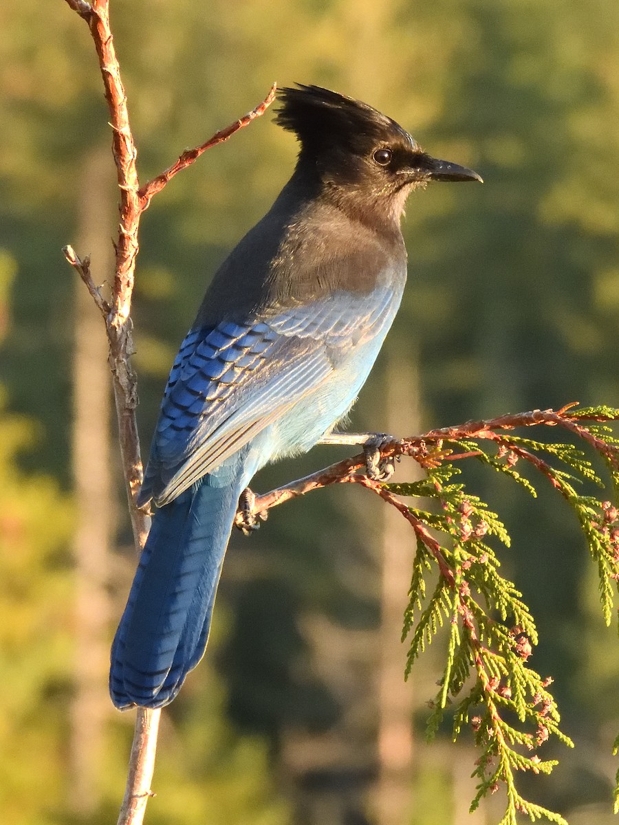 Steller's Jay - Colin Fisher