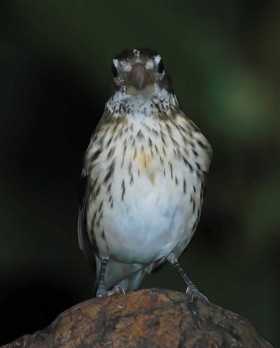 Rose-breasted Grosbeak - ML609441848
