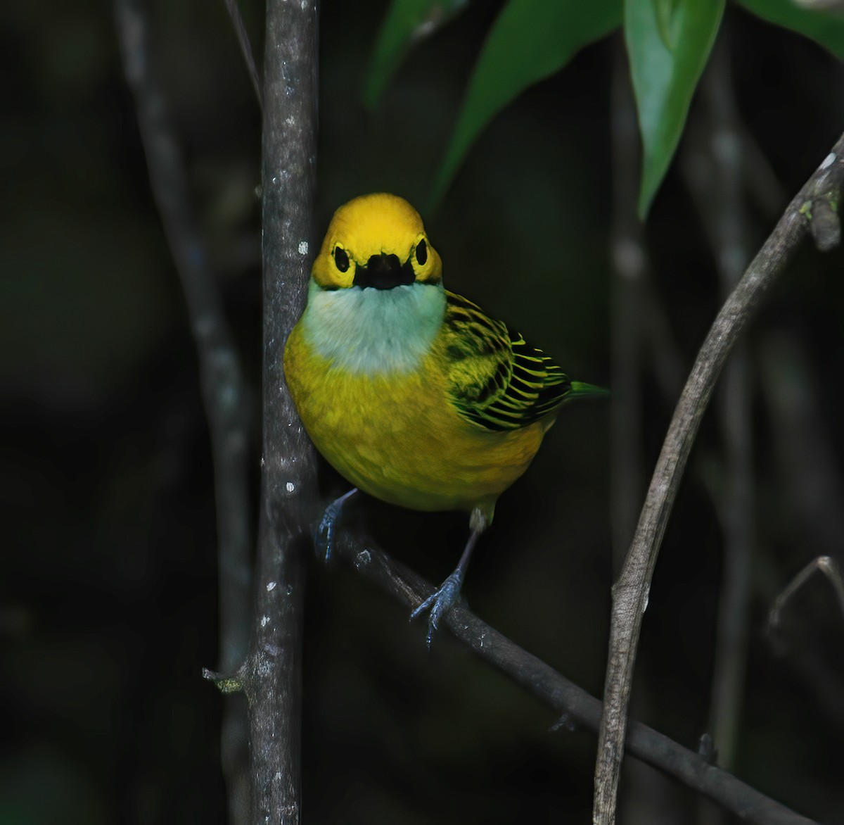 Silver-throated Tanager - ML609441880