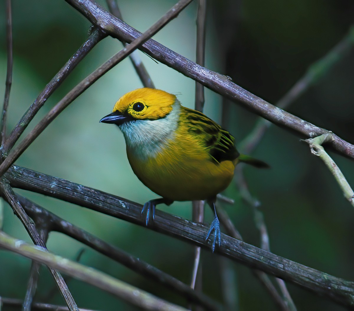 Silver-throated Tanager - ML609441881