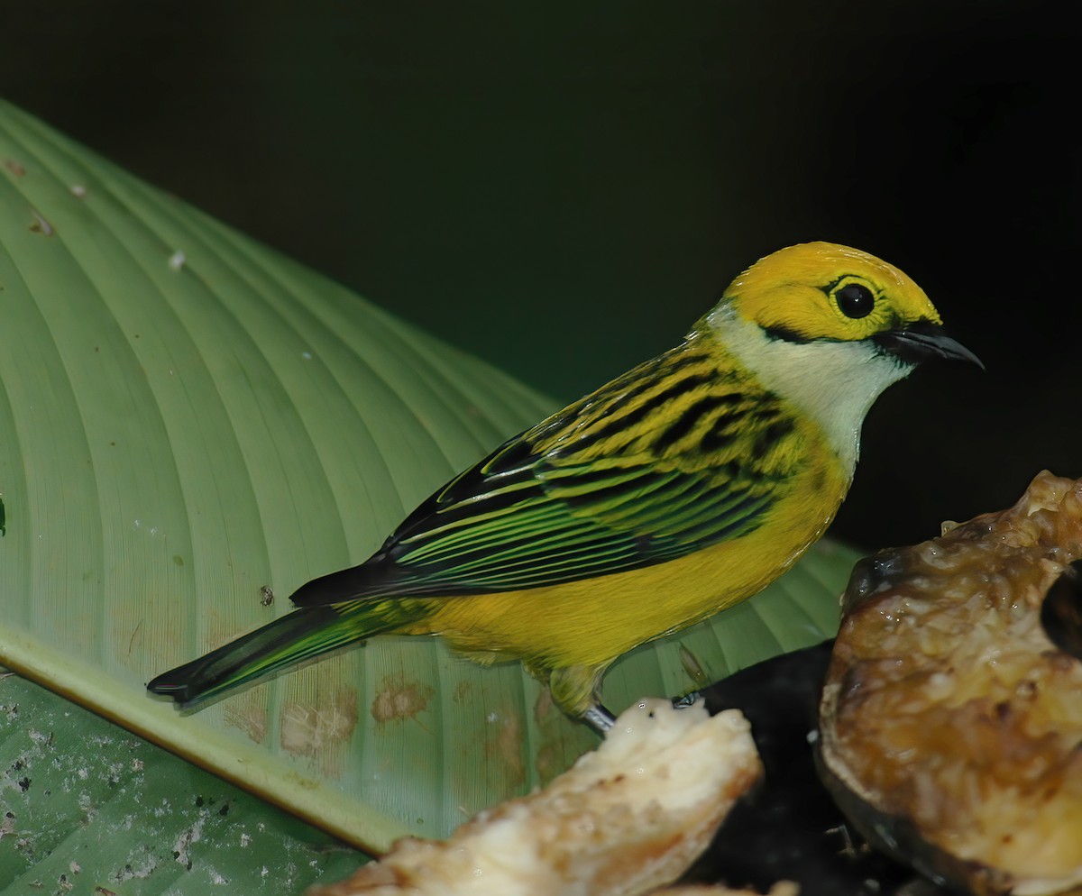 Silver-throated Tanager - ML609441882