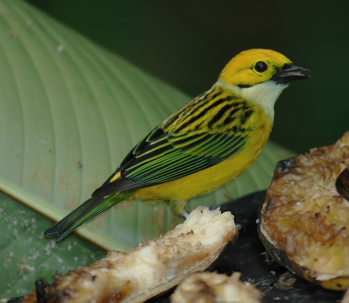 Silver-throated Tanager - ML609441883
