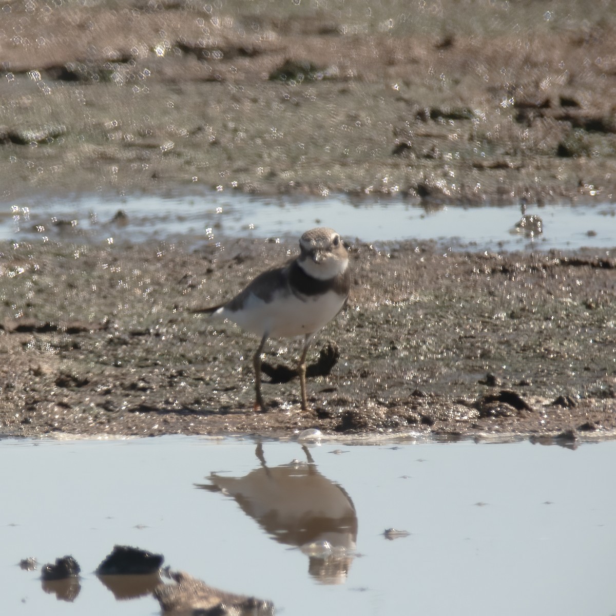 Semipalmated Plover - ML609441956