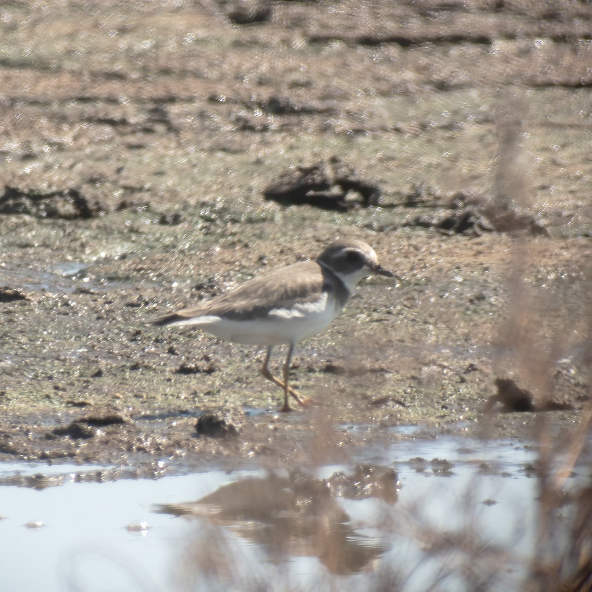 Semipalmated Plover - ML609441957