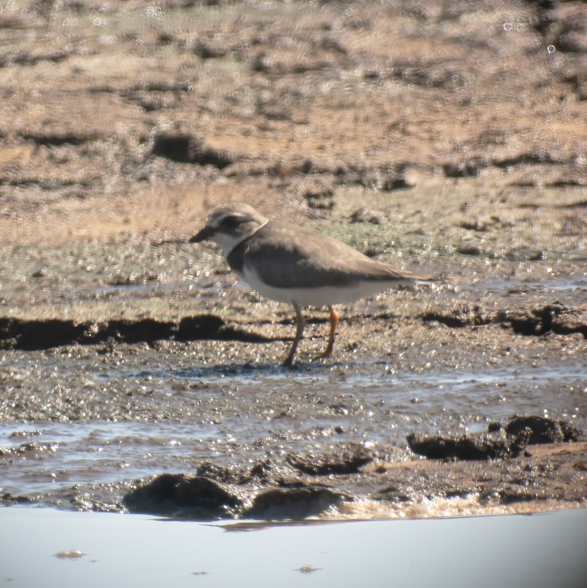 Semipalmated Plover - ML609441958