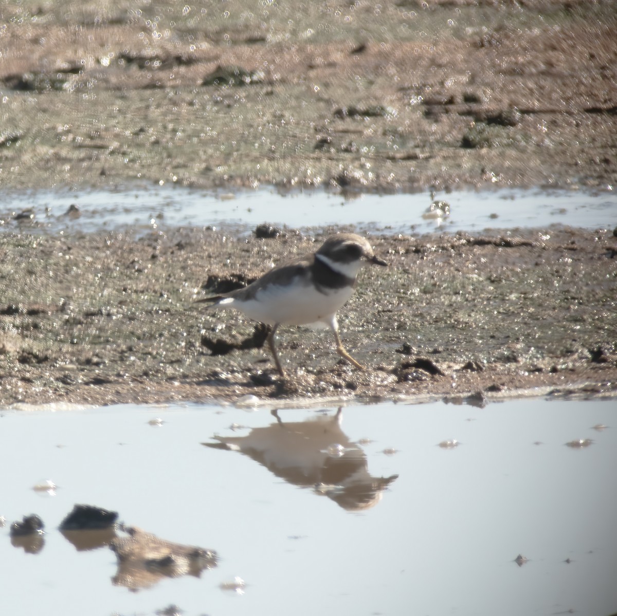 Semipalmated Plover - ML609441959