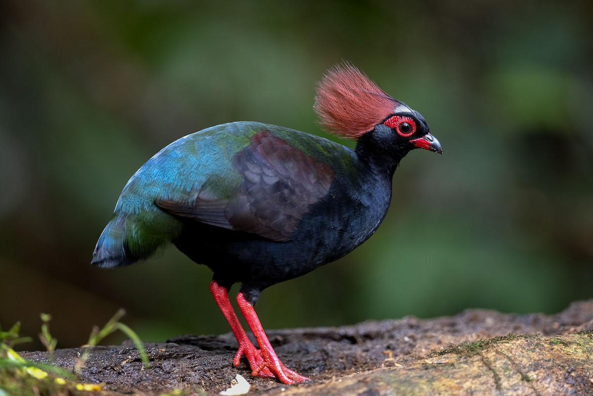 Crested Partridge - ML609442071