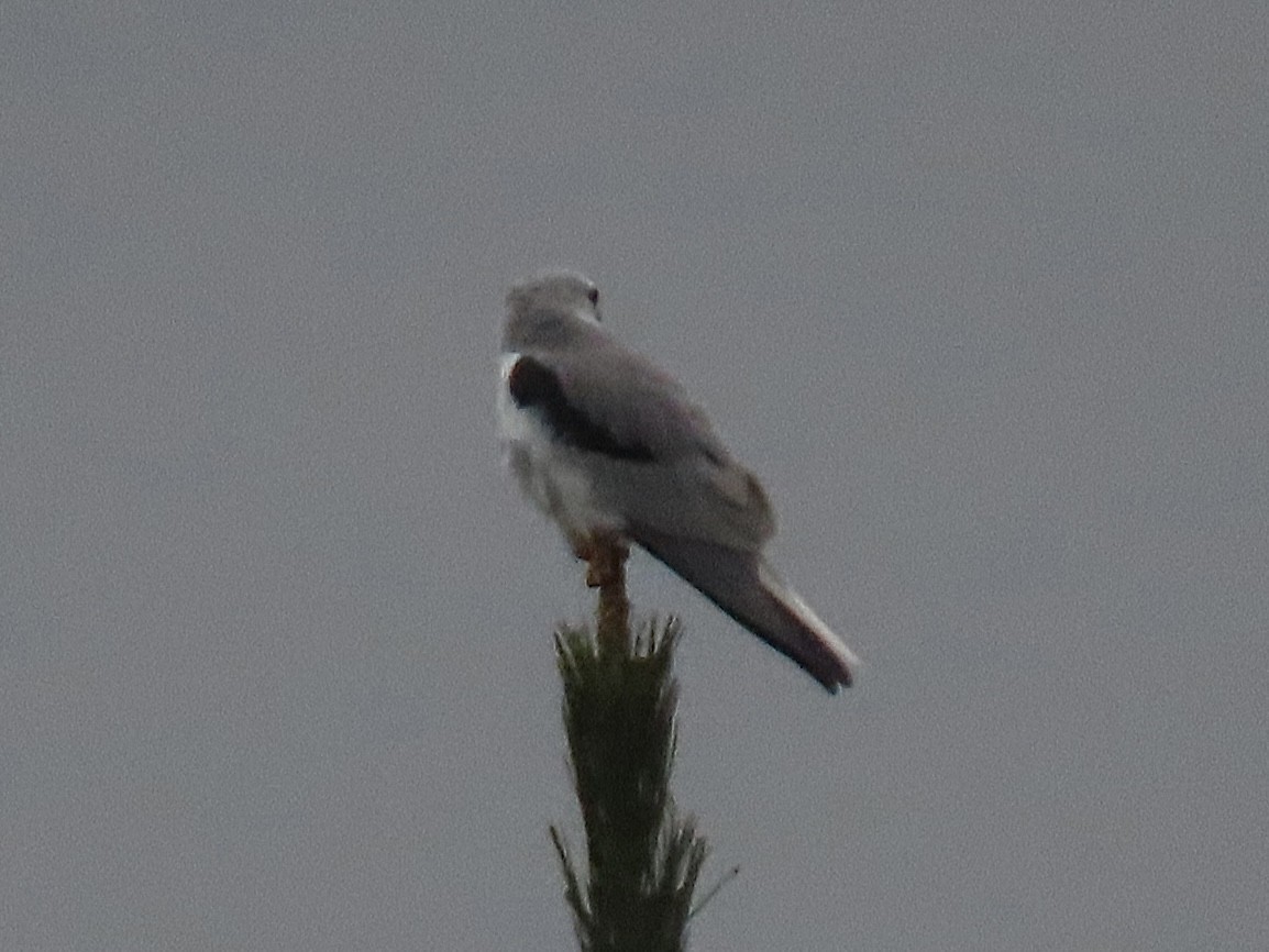 White-tailed Kite - ML609442372