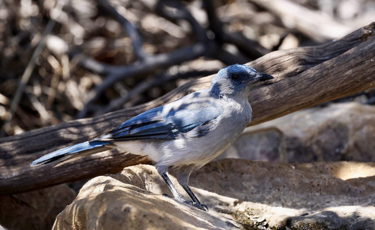 Mexican Jay - ML609442419