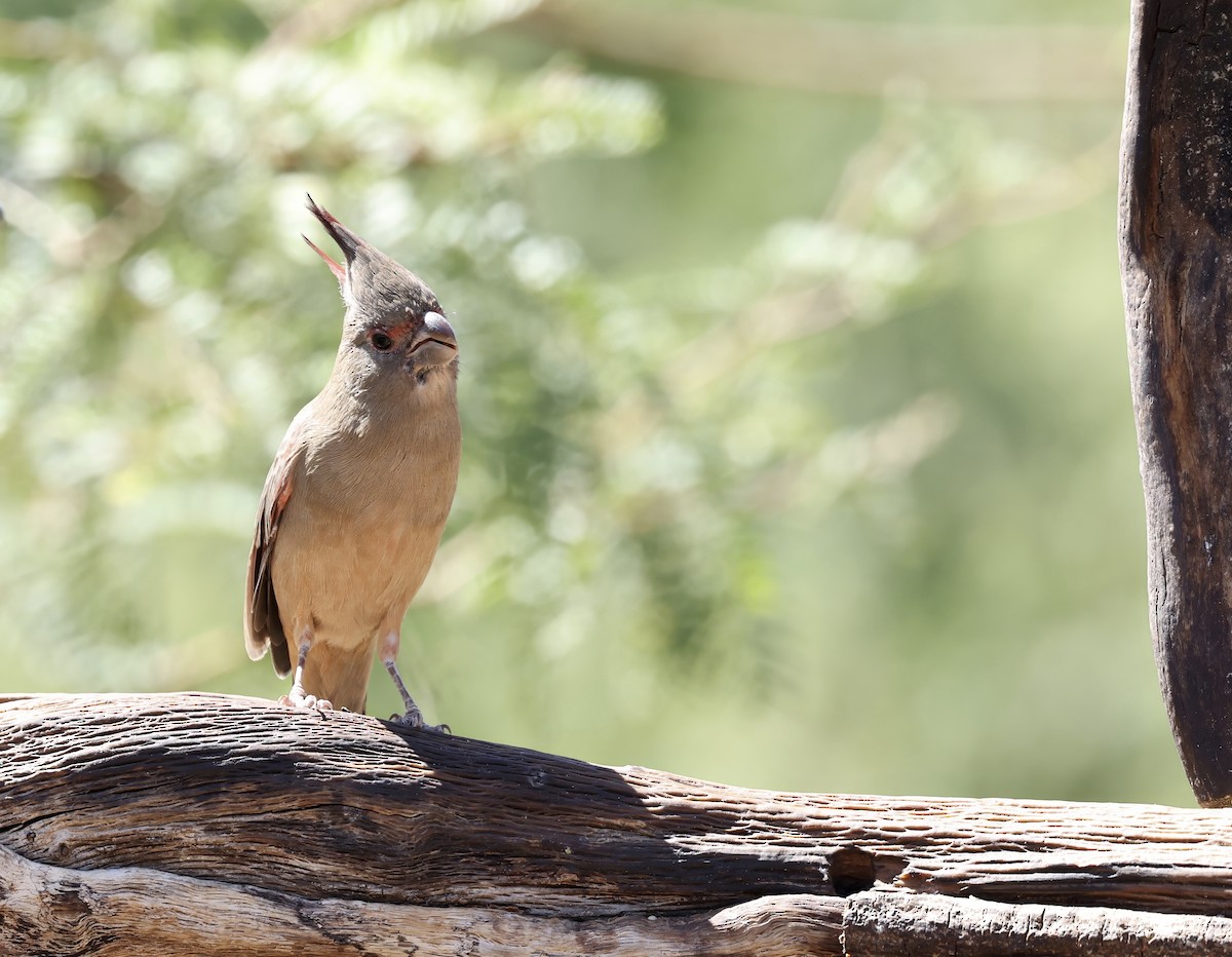 Pyrrhuloxia - ML609442597