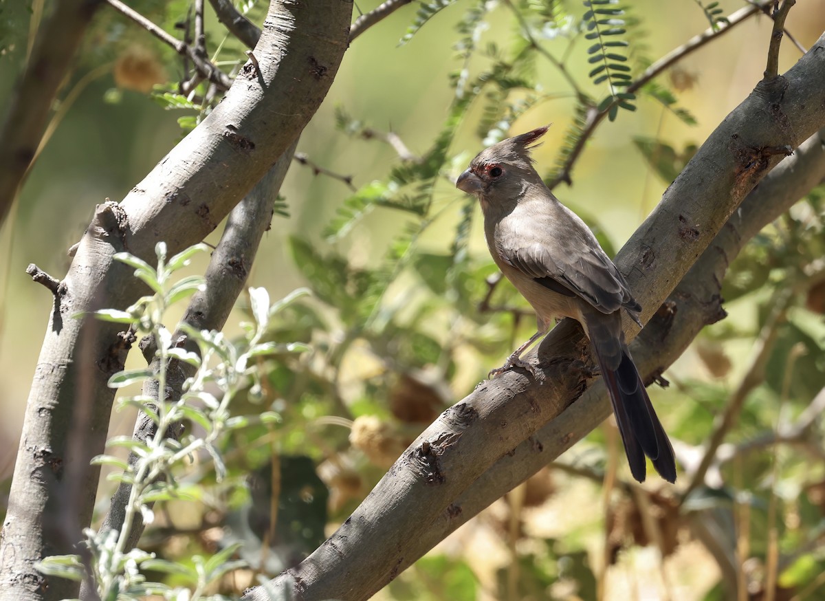 Pyrrhuloxia - ML609442816