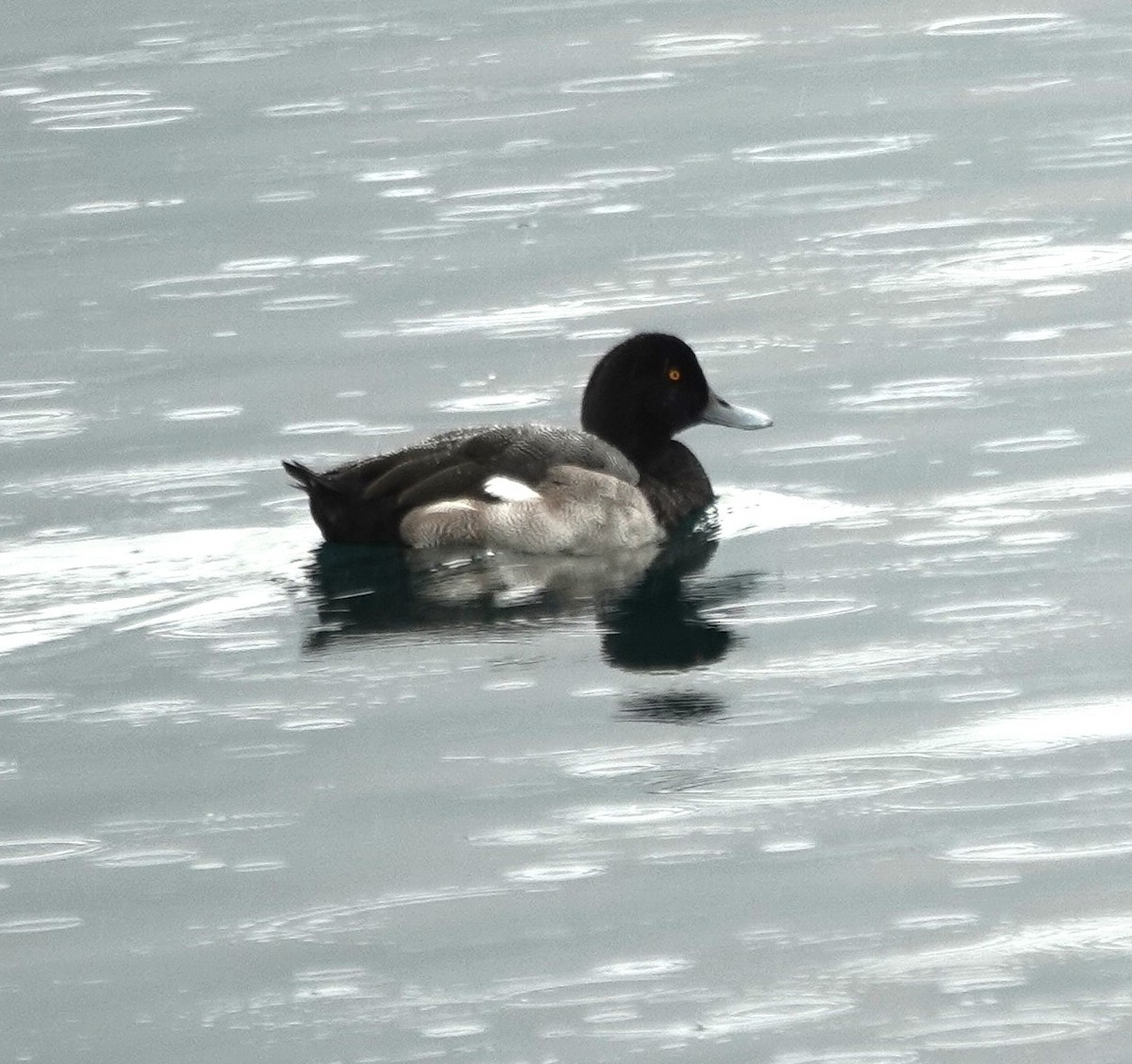 Ebird Checklist Sep Seward Spring Creek Campground Species