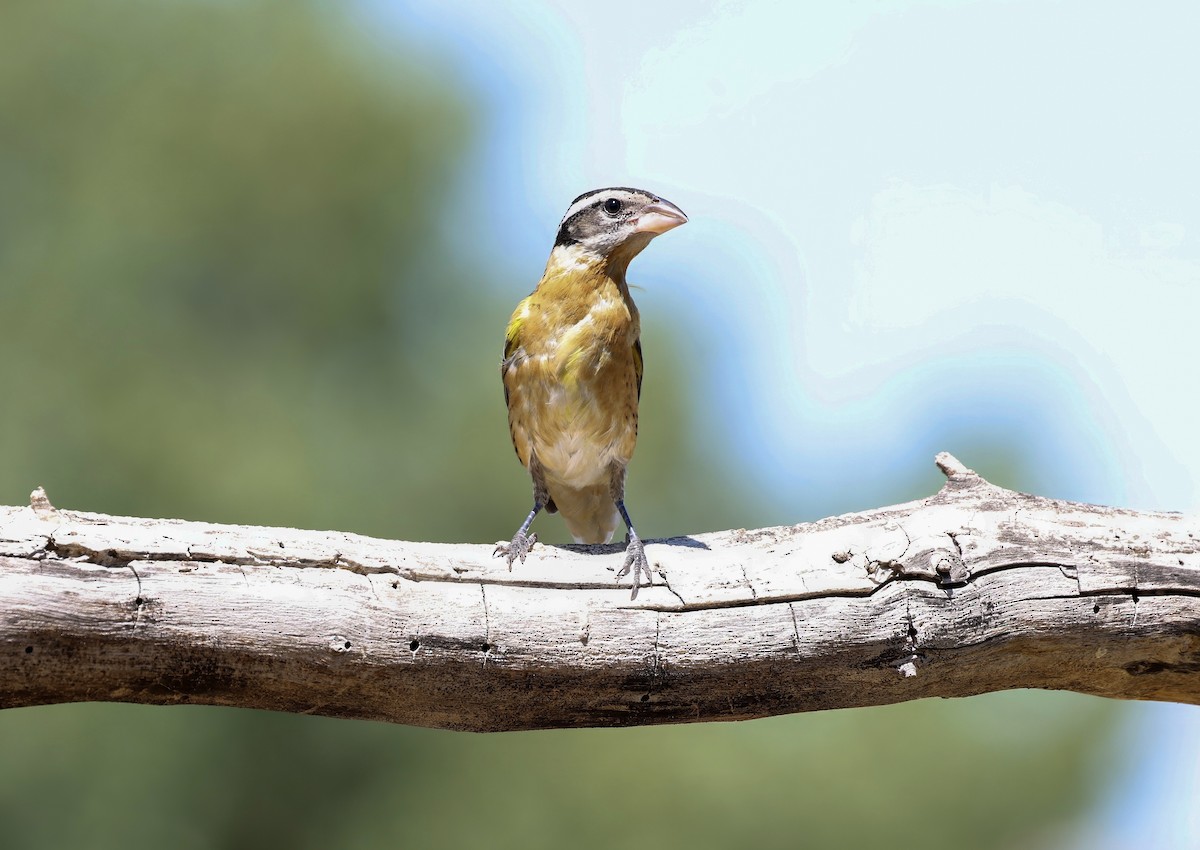 Black-headed Grosbeak - ML609442832