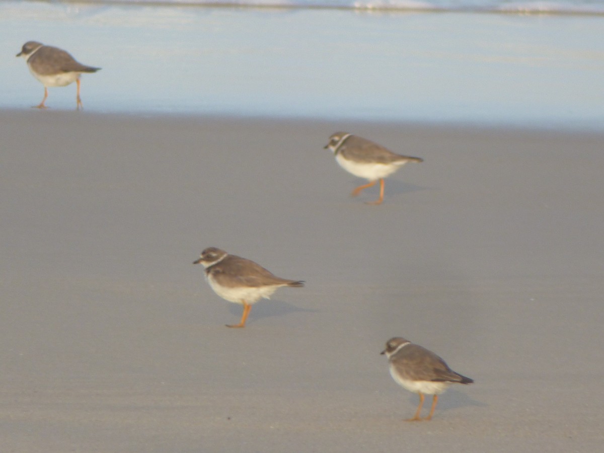 Semipalmated Plover - ML609442986