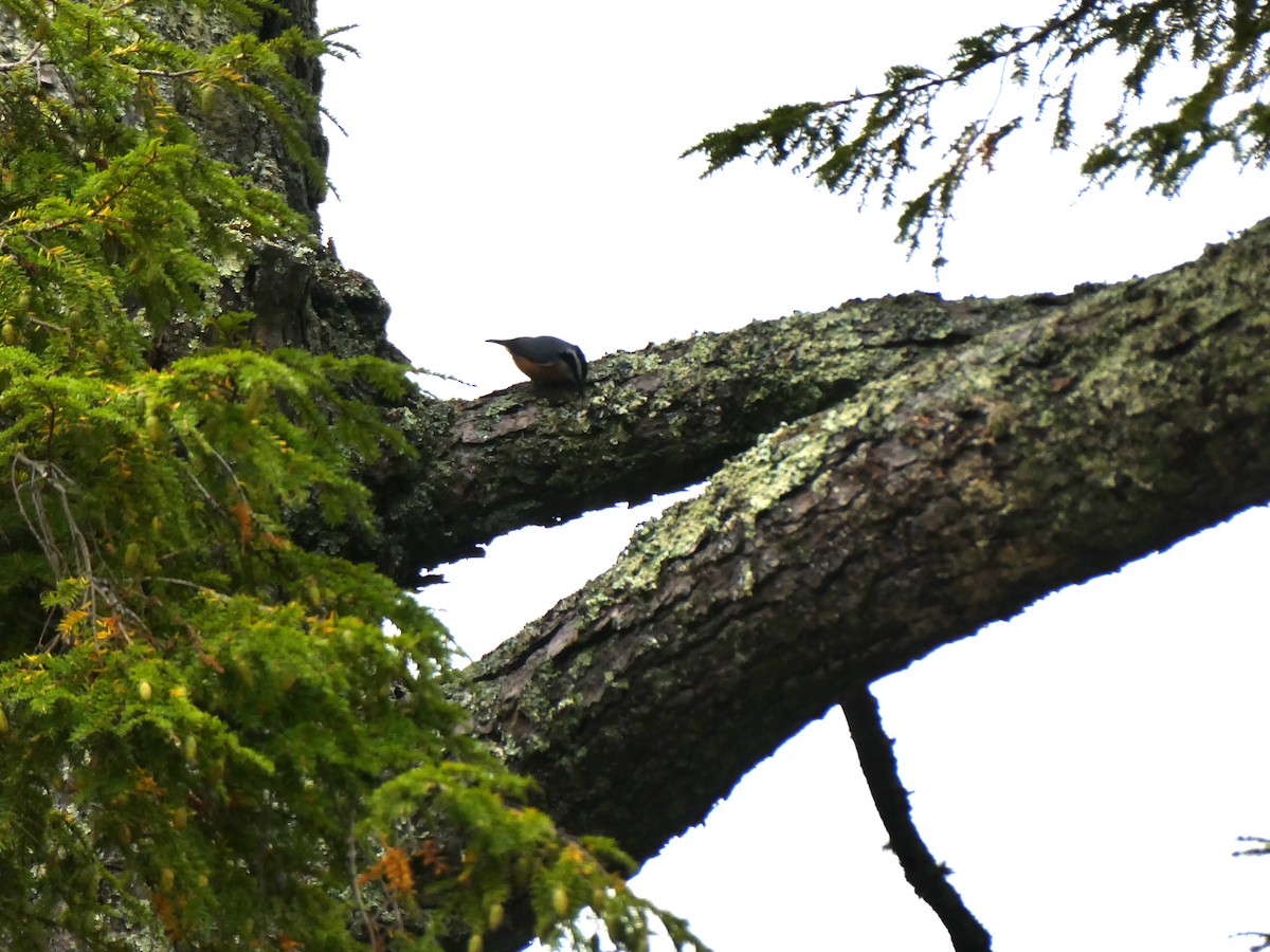 Red-breasted Nuthatch - ML609443129