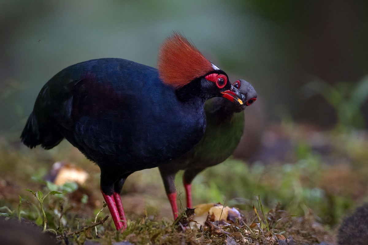Crested Partridge - ML609443323