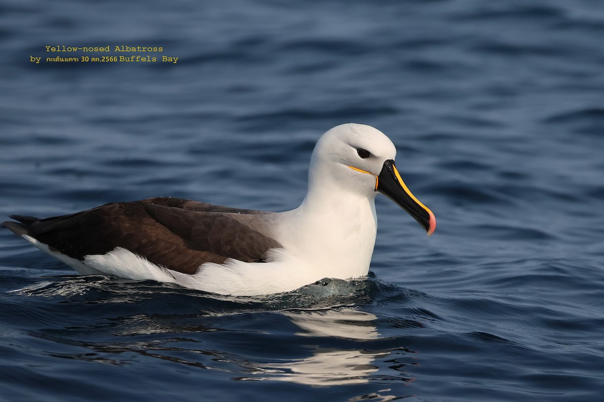 Atlantic/Indian Yellow-nosed Albatross - Argrit Boonsanguan