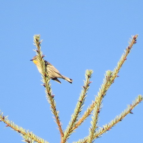Yellow-rumped Warbler (Audubon's) - ML609443893