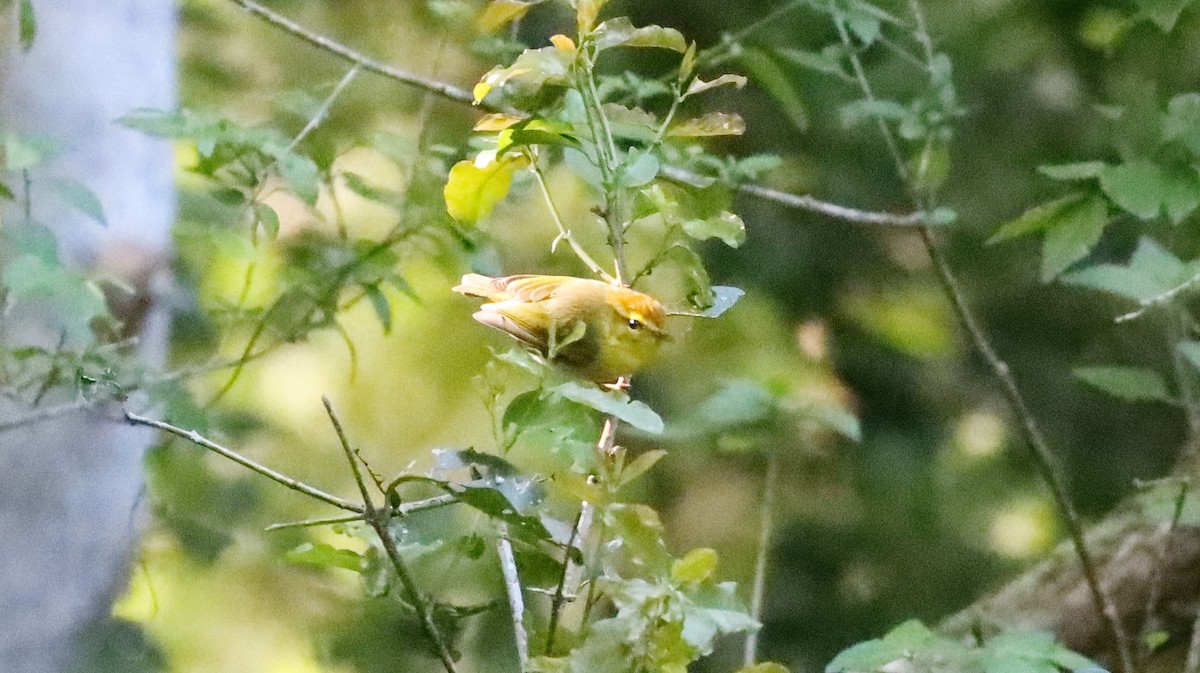 Yellow-throated Woodland-Warbler - ML609443977