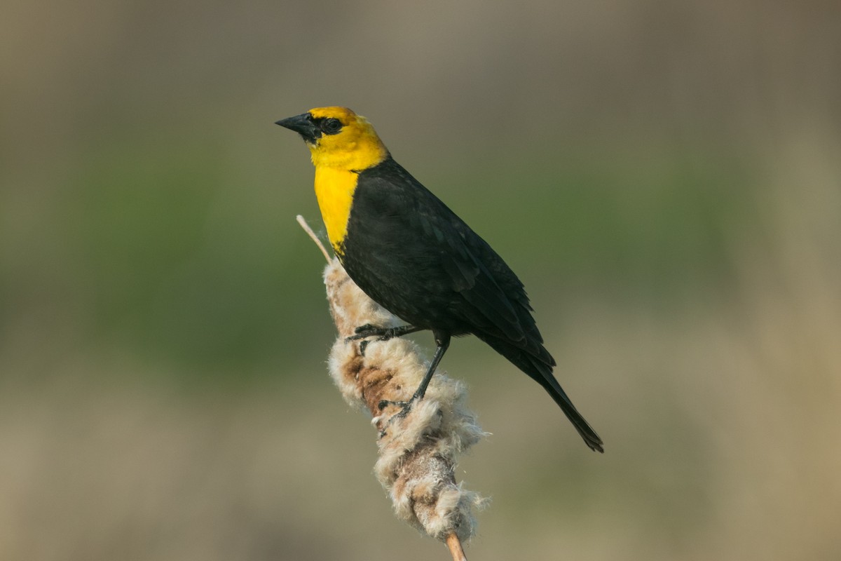Yellow-headed Blackbird - ML609444148