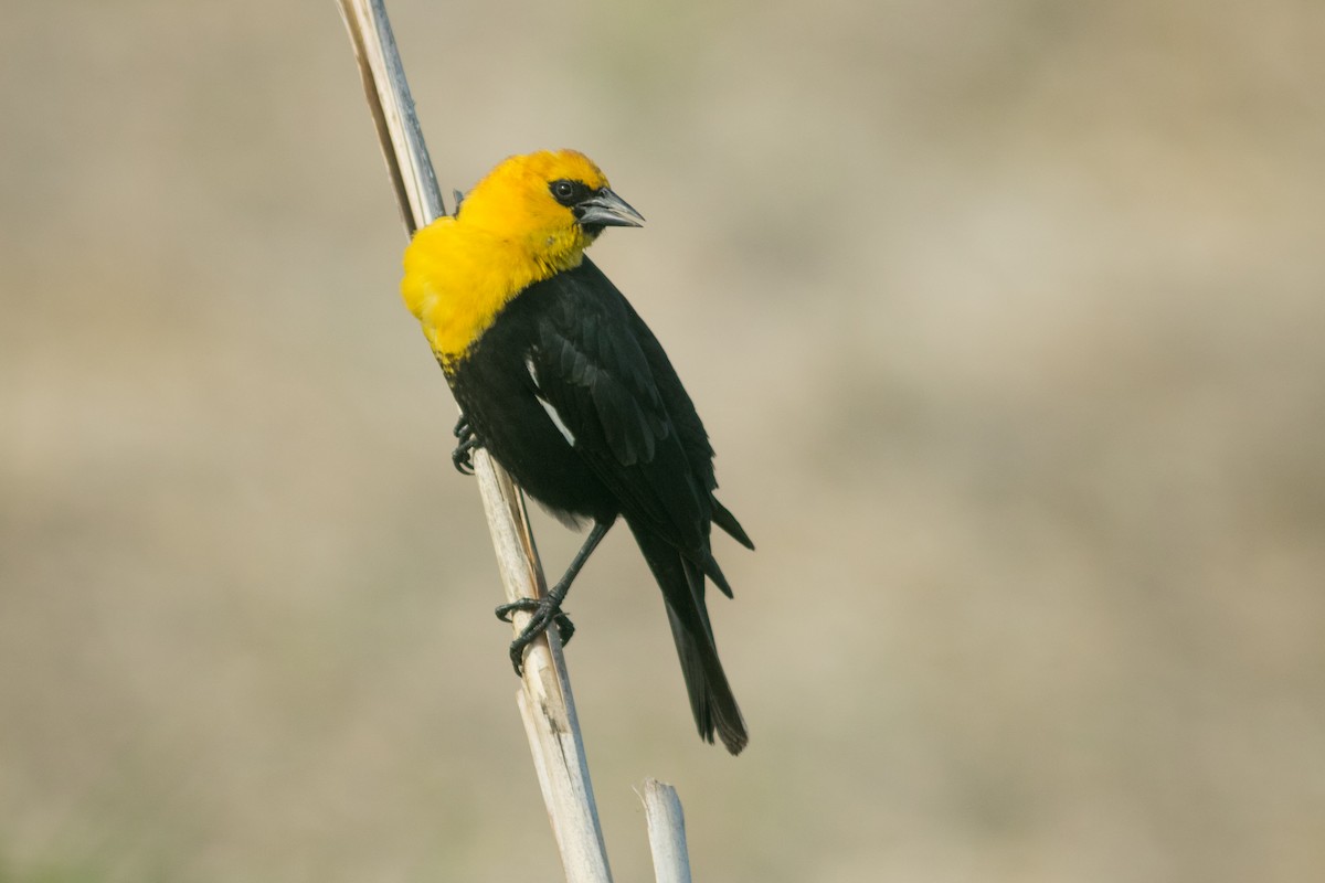 Yellow-headed Blackbird - ML609444158