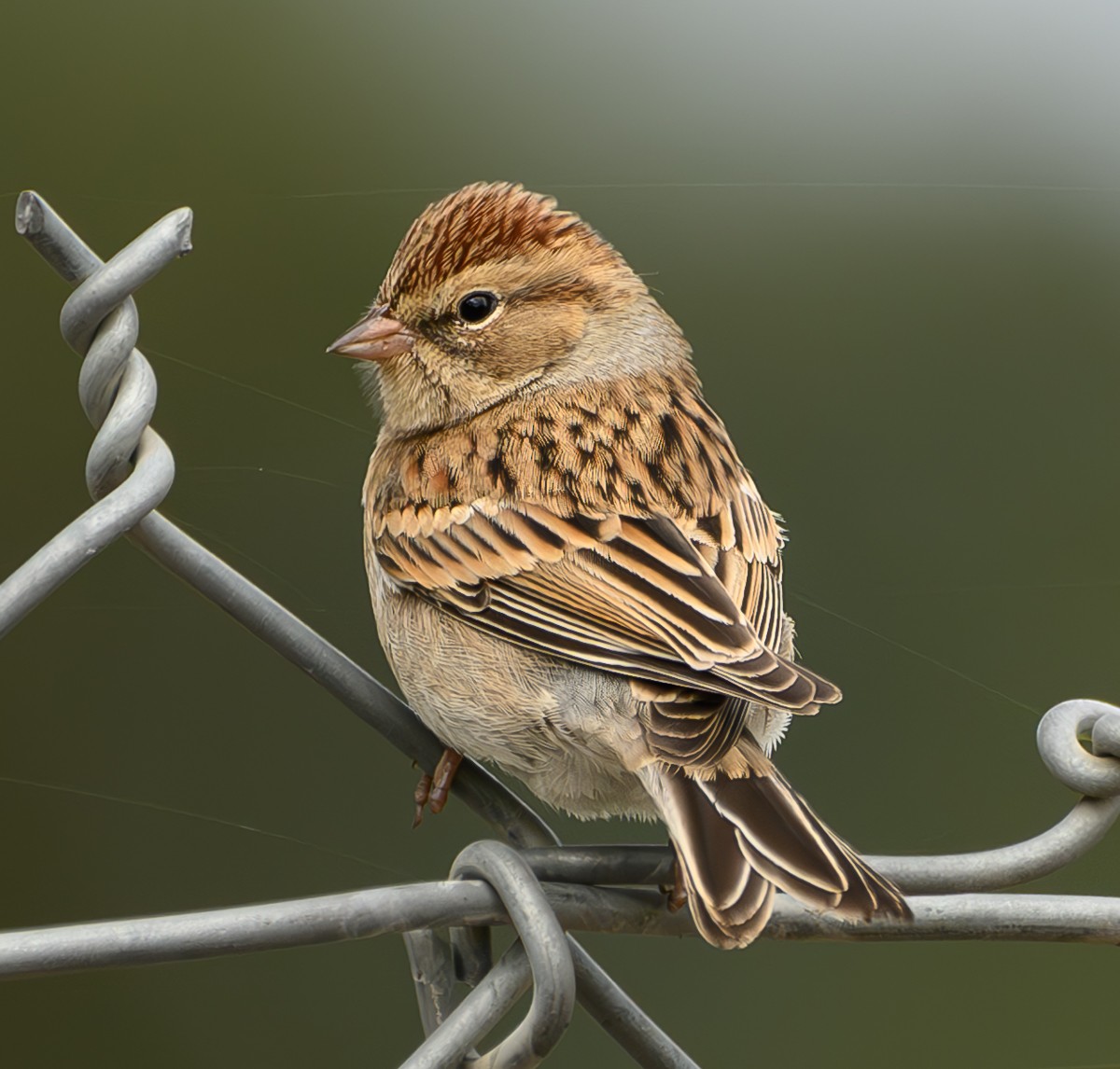 Chipping Sparrow - ML609444240