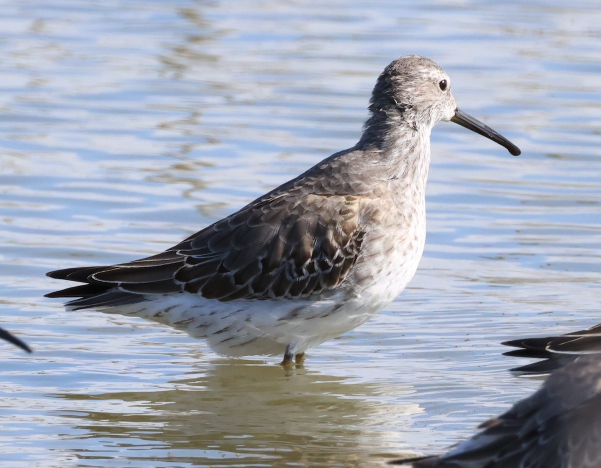 Stilt Sandpiper - ML609444374