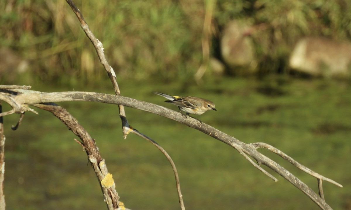Yellow-rumped Warbler - ML609444380