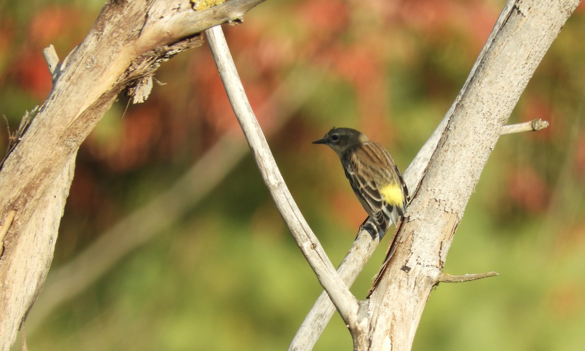 Yellow-rumped Warbler - ML609444401