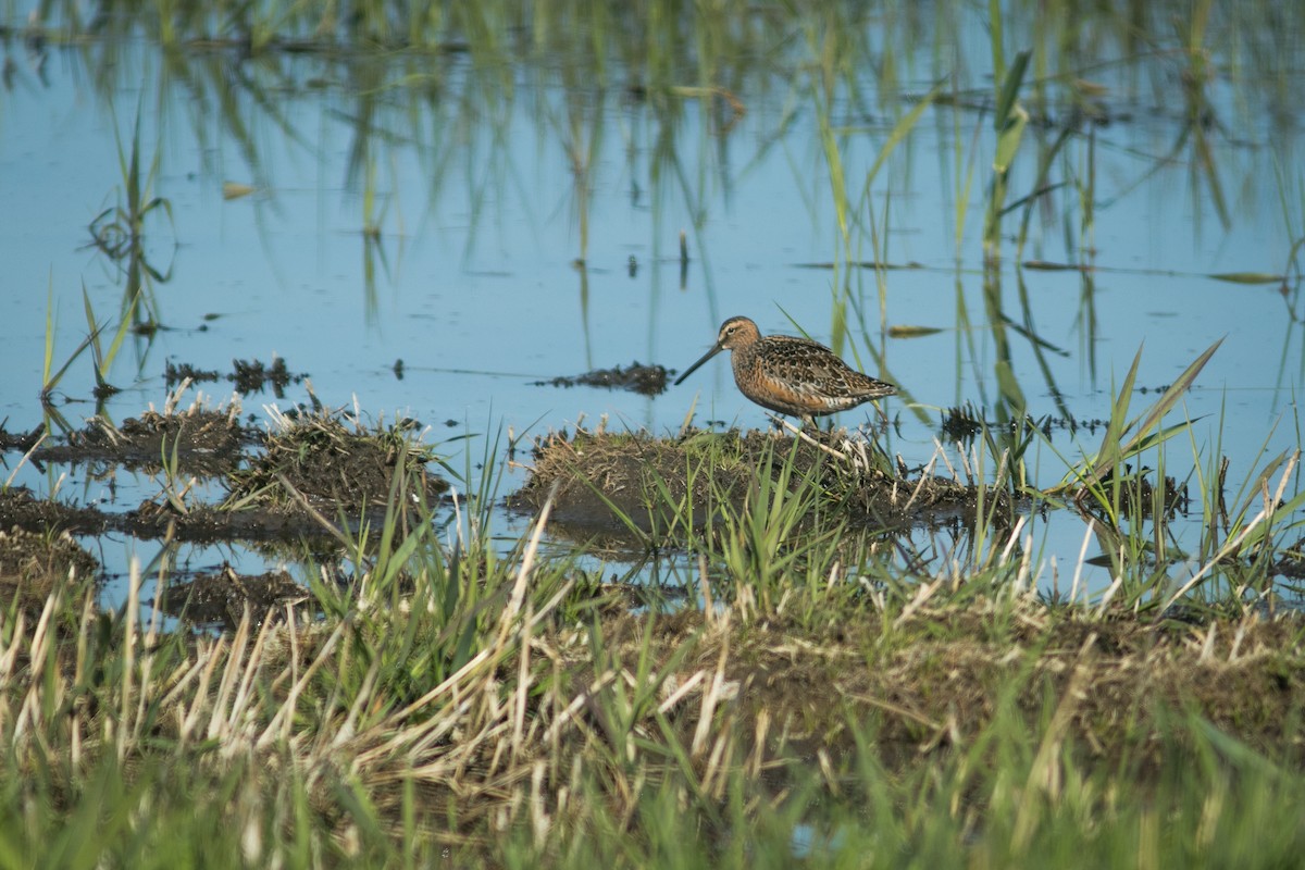 Long-billed Dowitcher - ML609444607