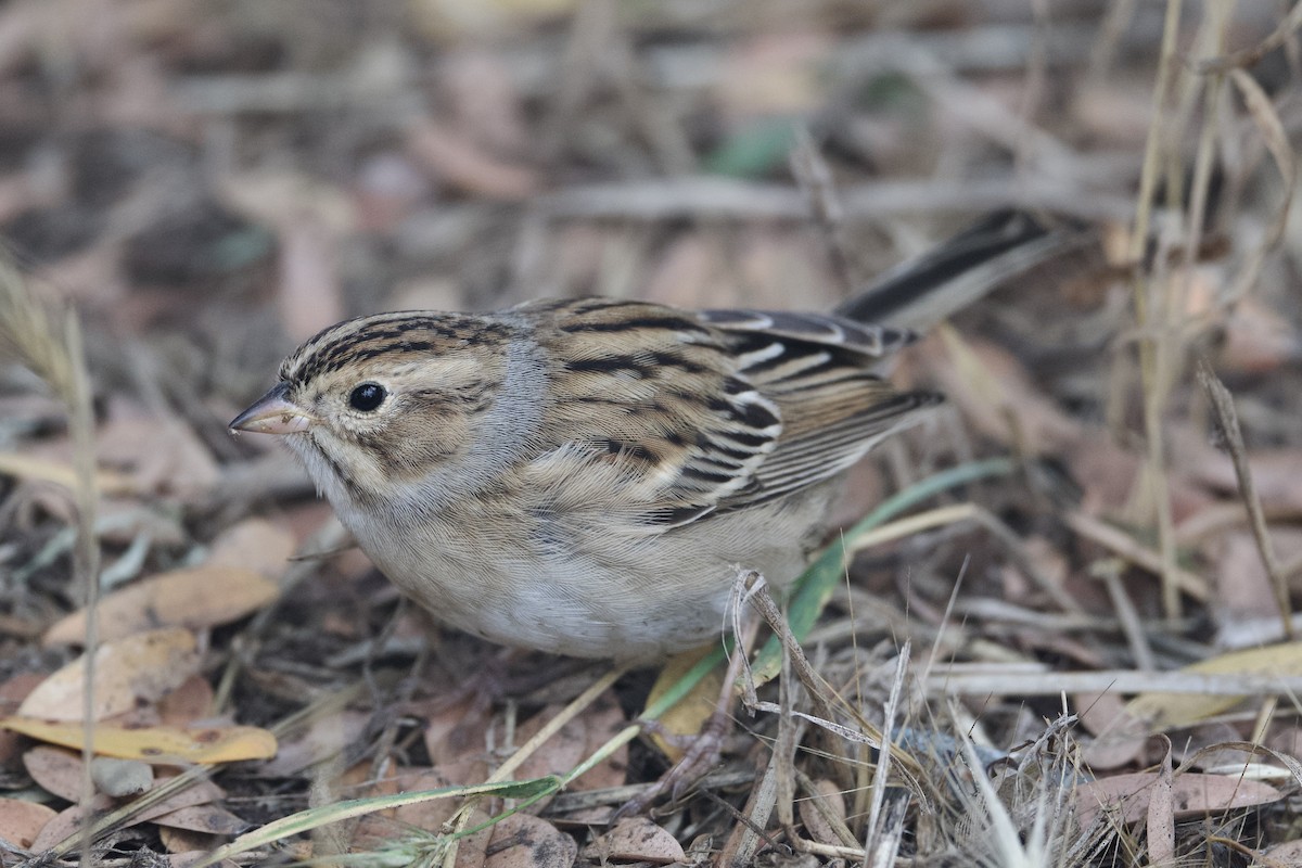 Clay-colored Sparrow - ML609444708