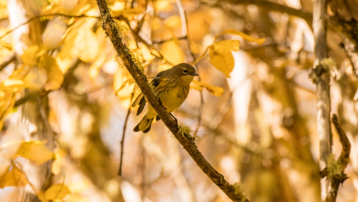 Yellow-rumped Warbler (Audubon's) - ML609444852
