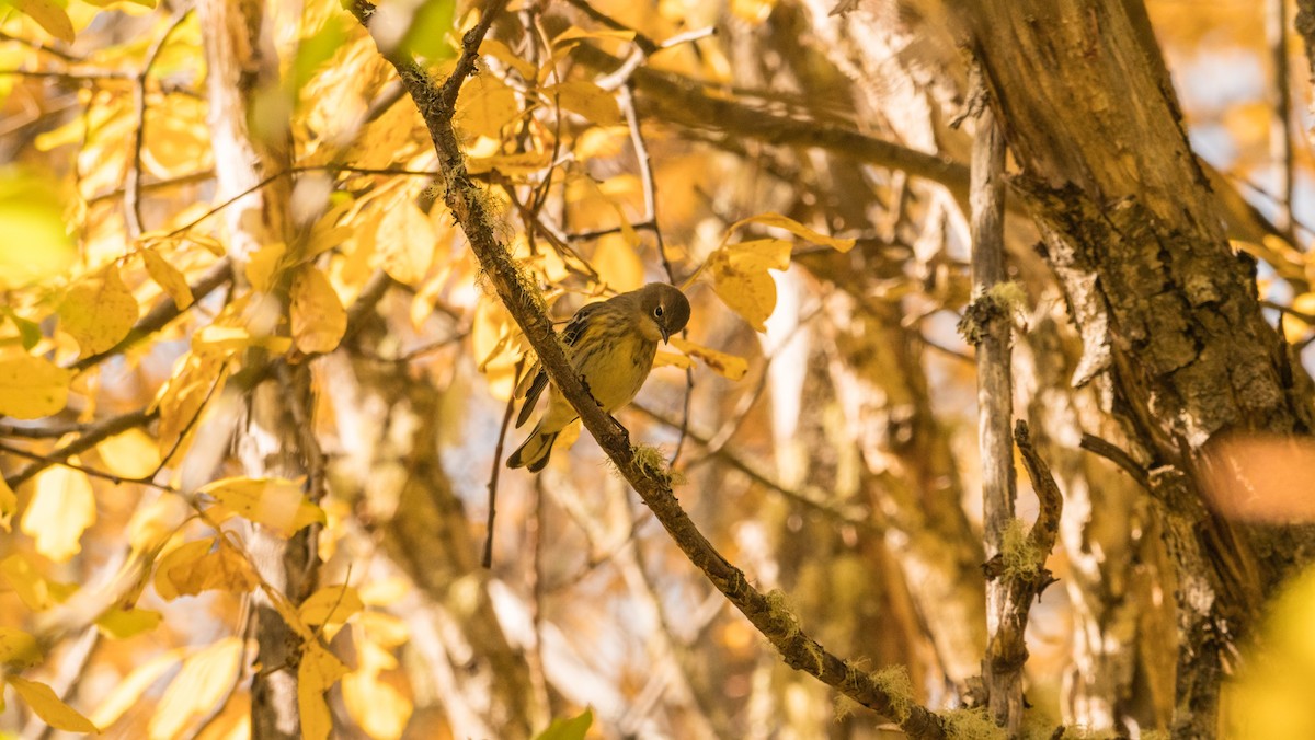 Yellow-rumped Warbler (Audubon's) - ML609444853