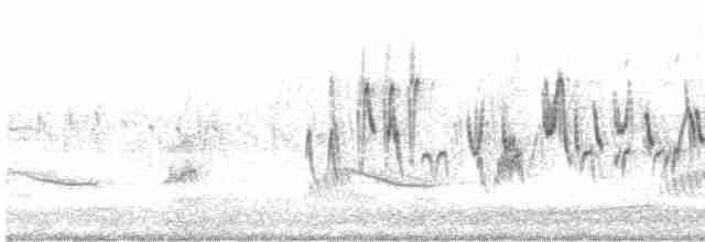 australlerke (javanica gr.) - ML609445016