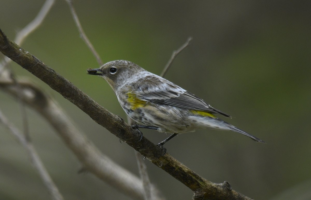 Yellow-rumped Warbler (Audubon's) - ML609445076